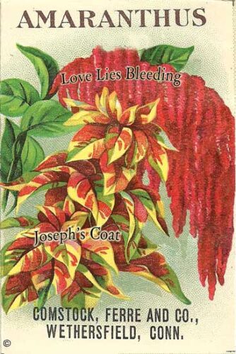 Growing Nutritious, Edible Amaranth